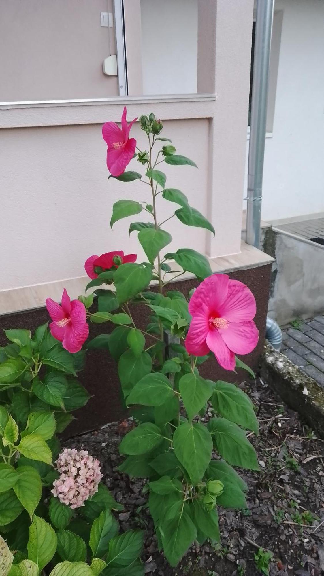 Apartment Almafas Apartmanhaz Orseg